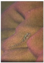 A tiny triplefin laying on a very colourful hard coral is... by Viora Alessio 